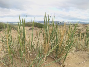 Leymus_racemosus_(Lam.)_Tzvel._1